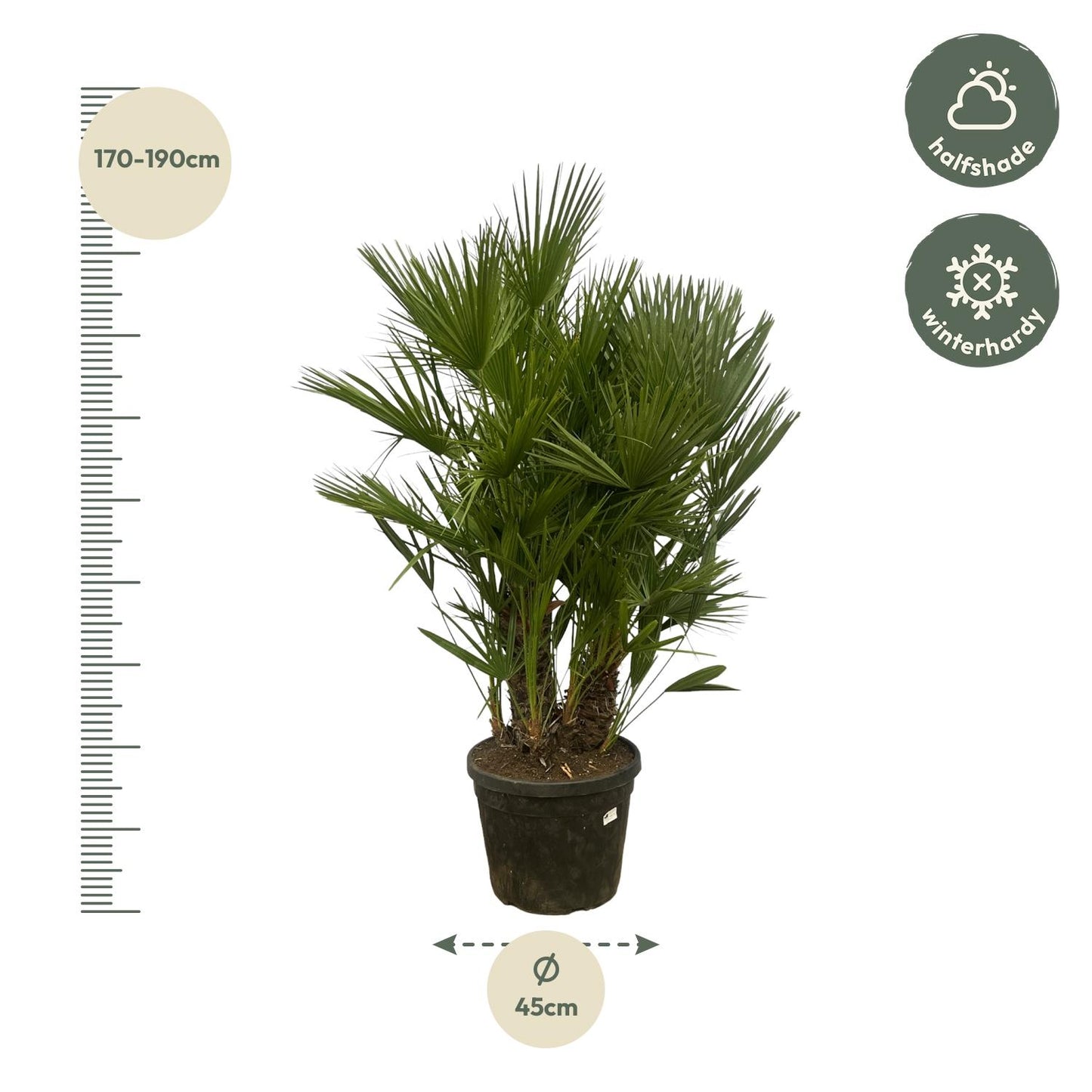 Chamaerops Humilis Multi Stam