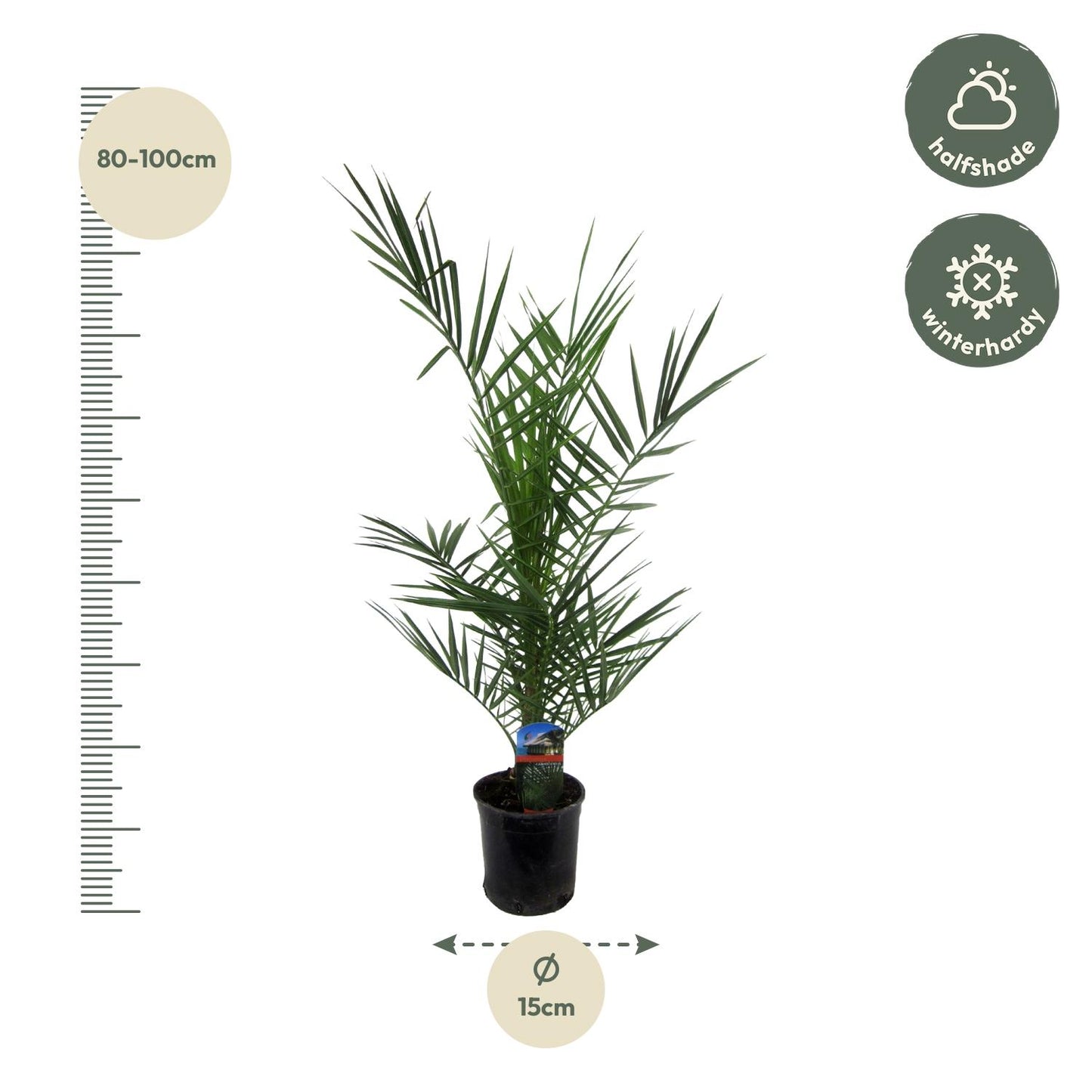 3x Phoenix Canariensis