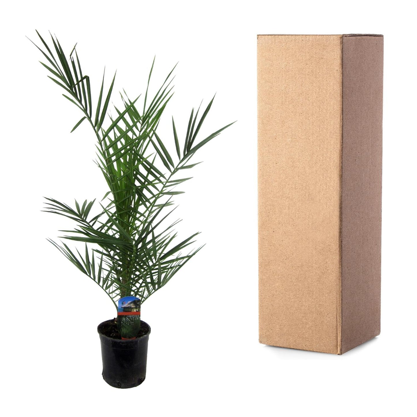 3x Phoenix Canariensis