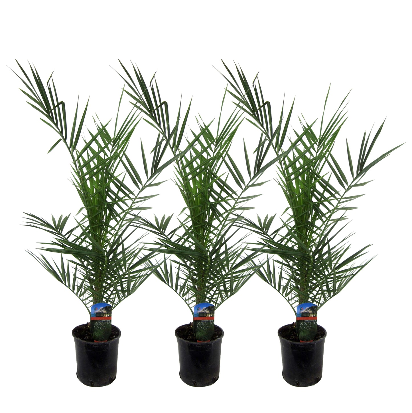 3x Phoenix Canariensis