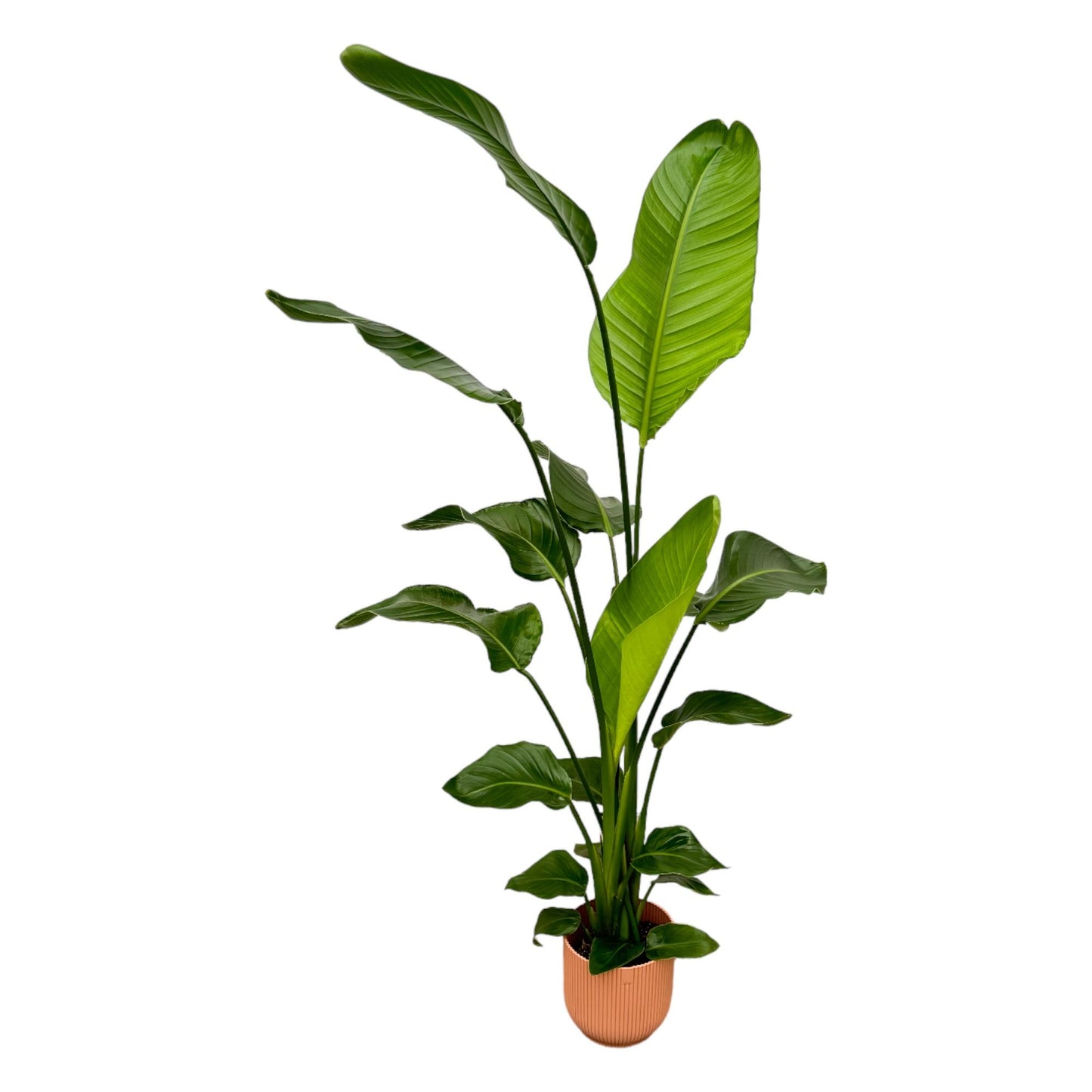 Strelitzia Nicolai in Elho Roze