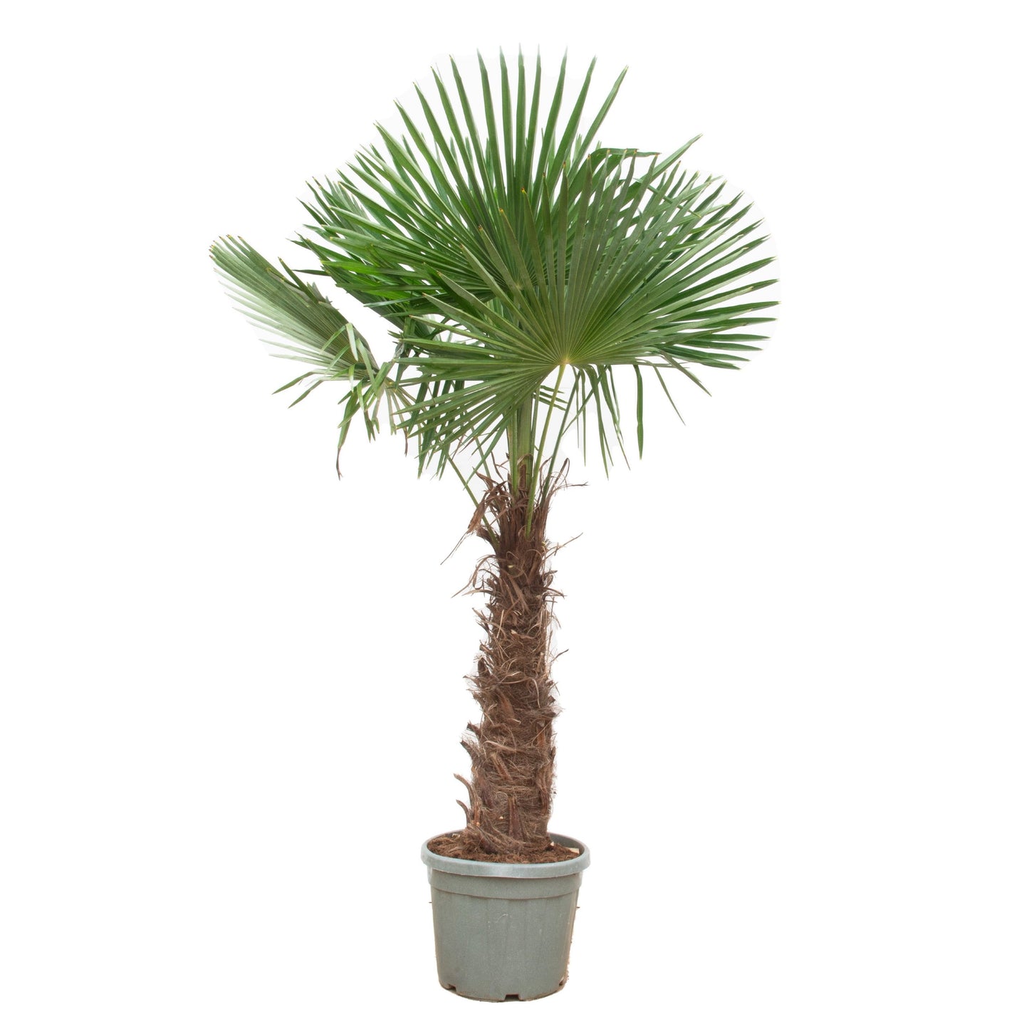 Trachycarpus Fortunei XL