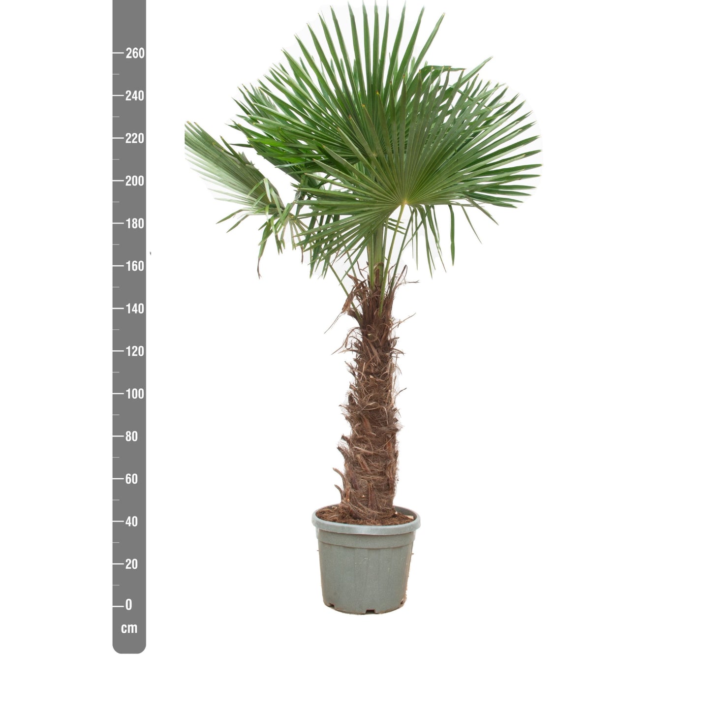 Trachycarpus Fortunei XL