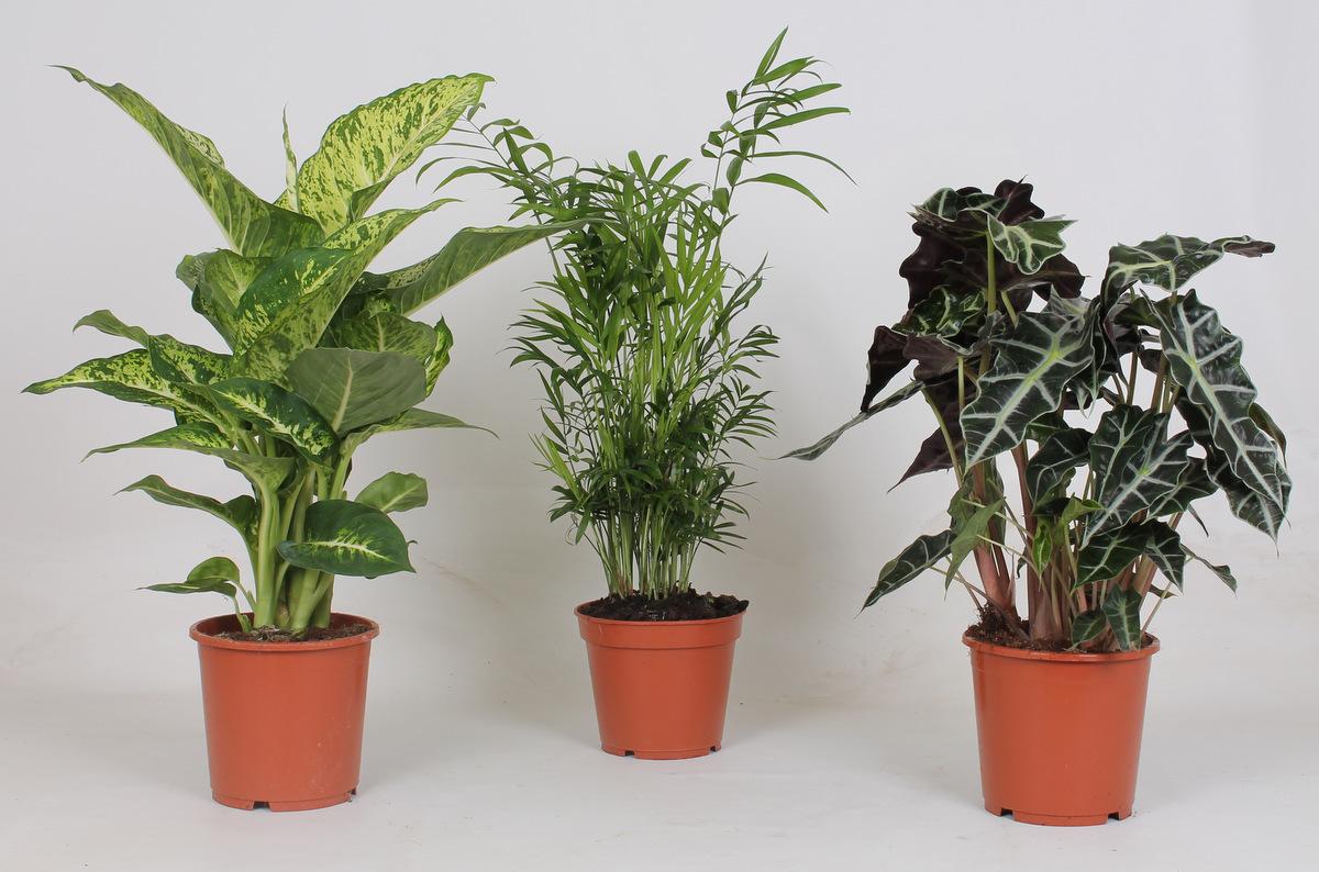 Kamerplanten mix 3x