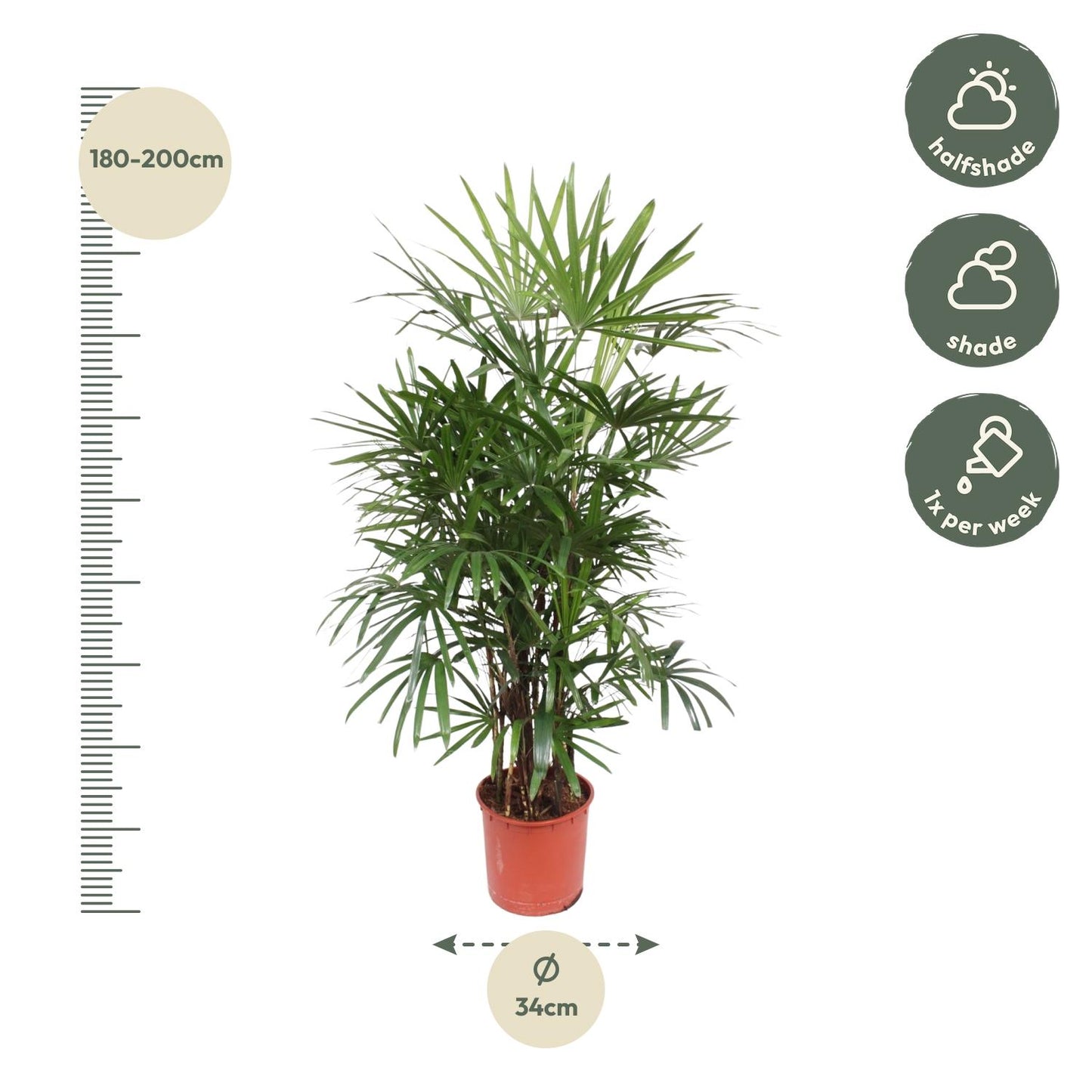 Rhapis Excelsa