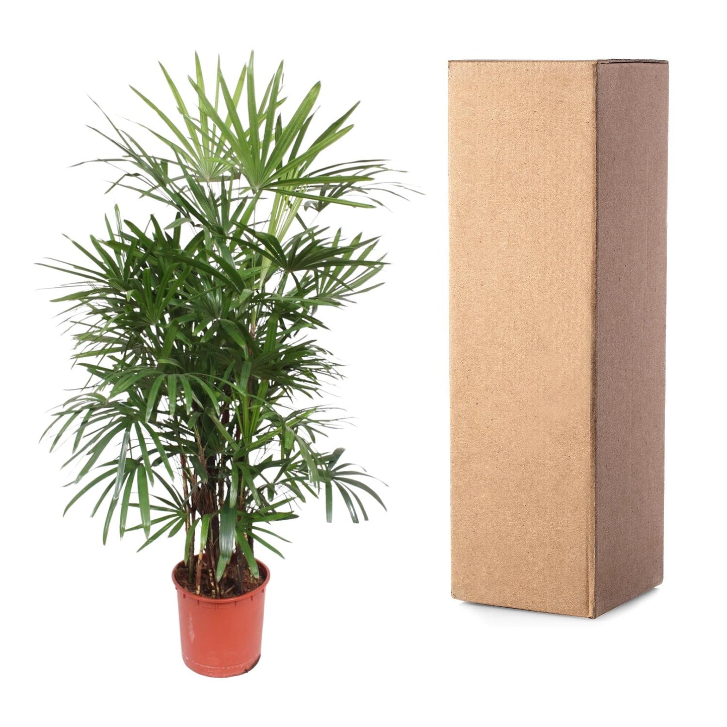 Rhapis Excelsa