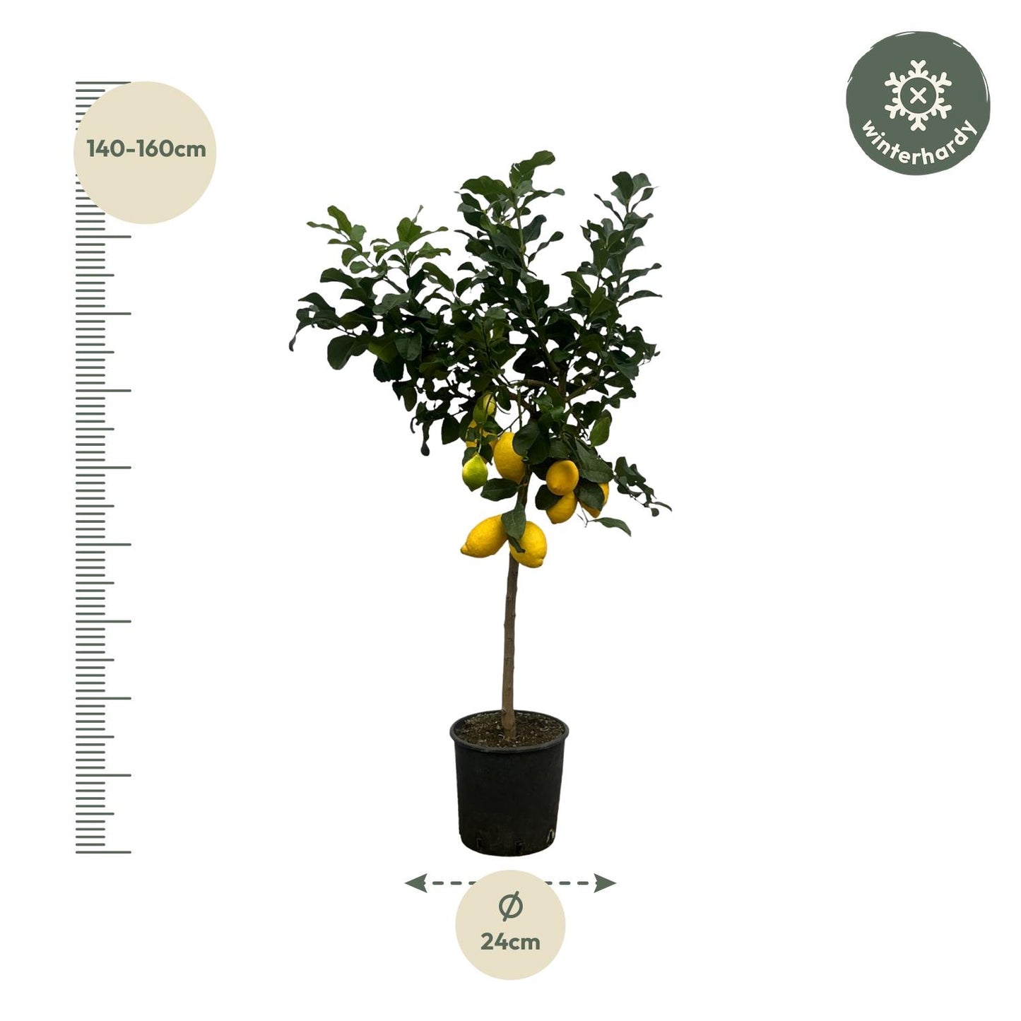 Citrus Lemon