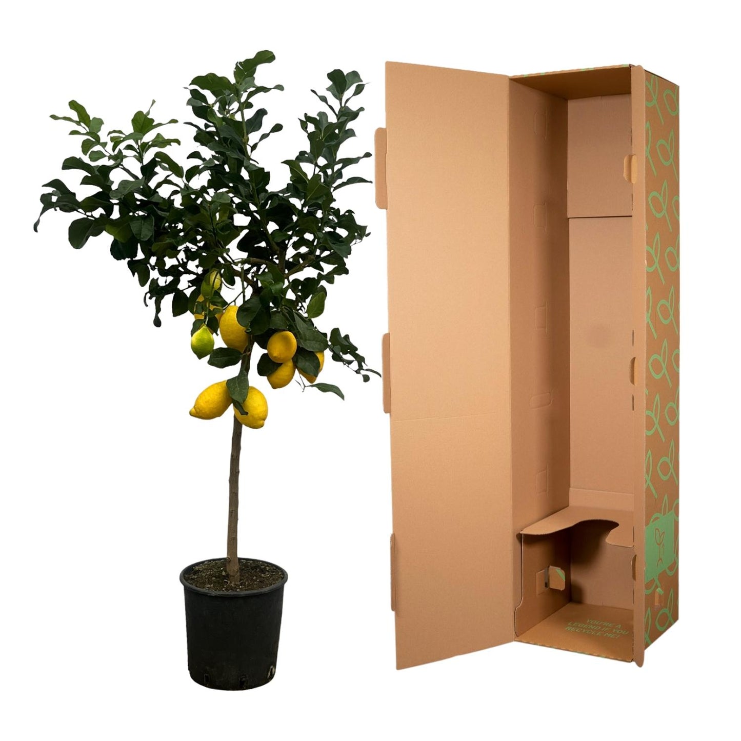 Citrus Lemon