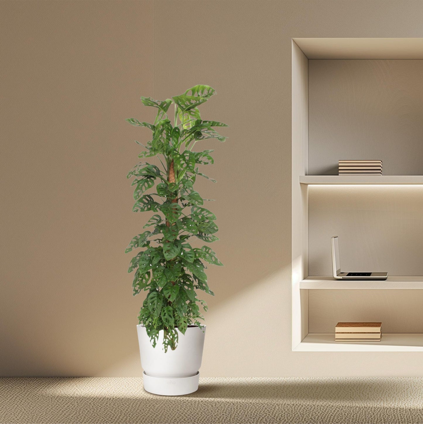 Monstera Monkey Leaf mosstok