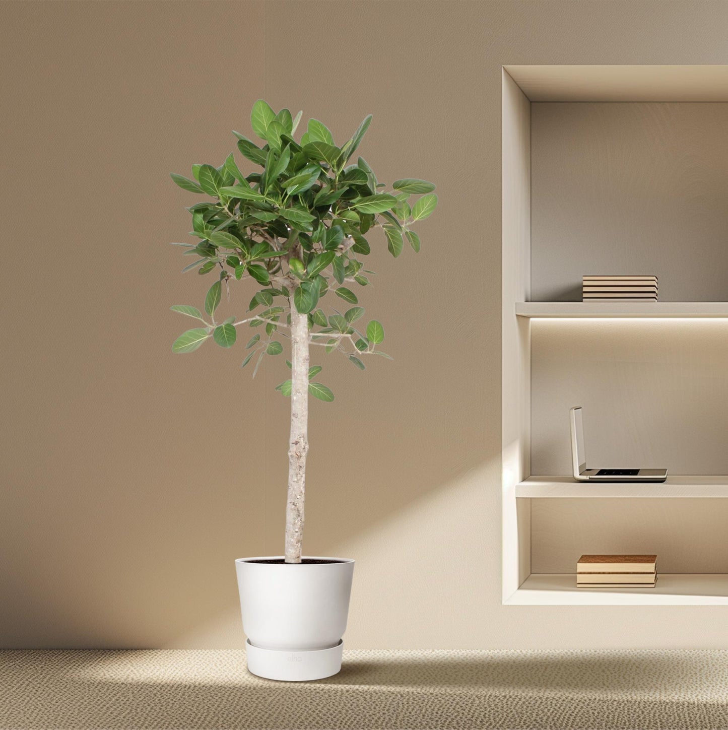 Ficus Benghalensis