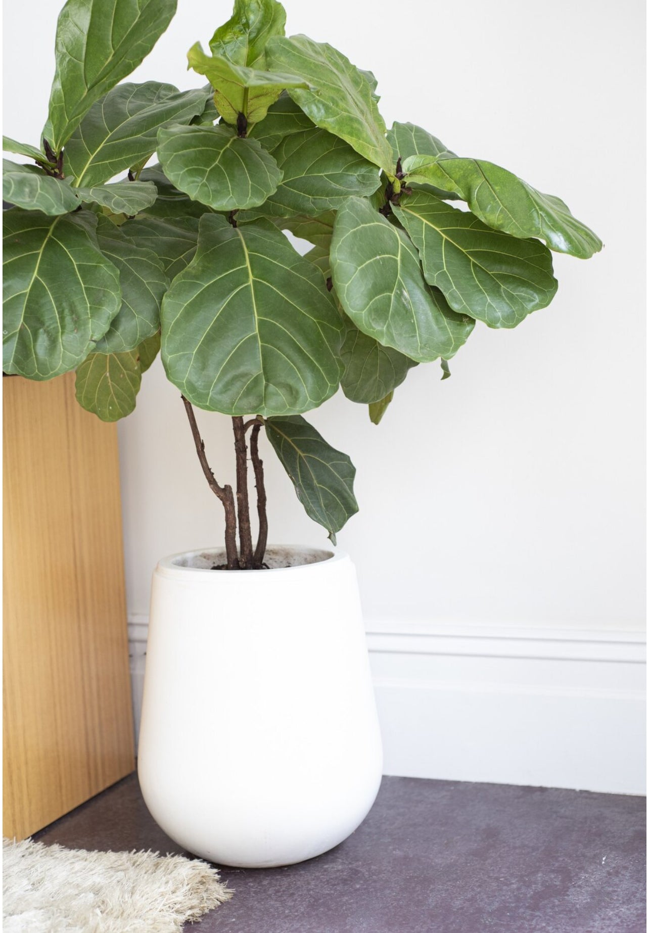 XL Groene Kamerplanten