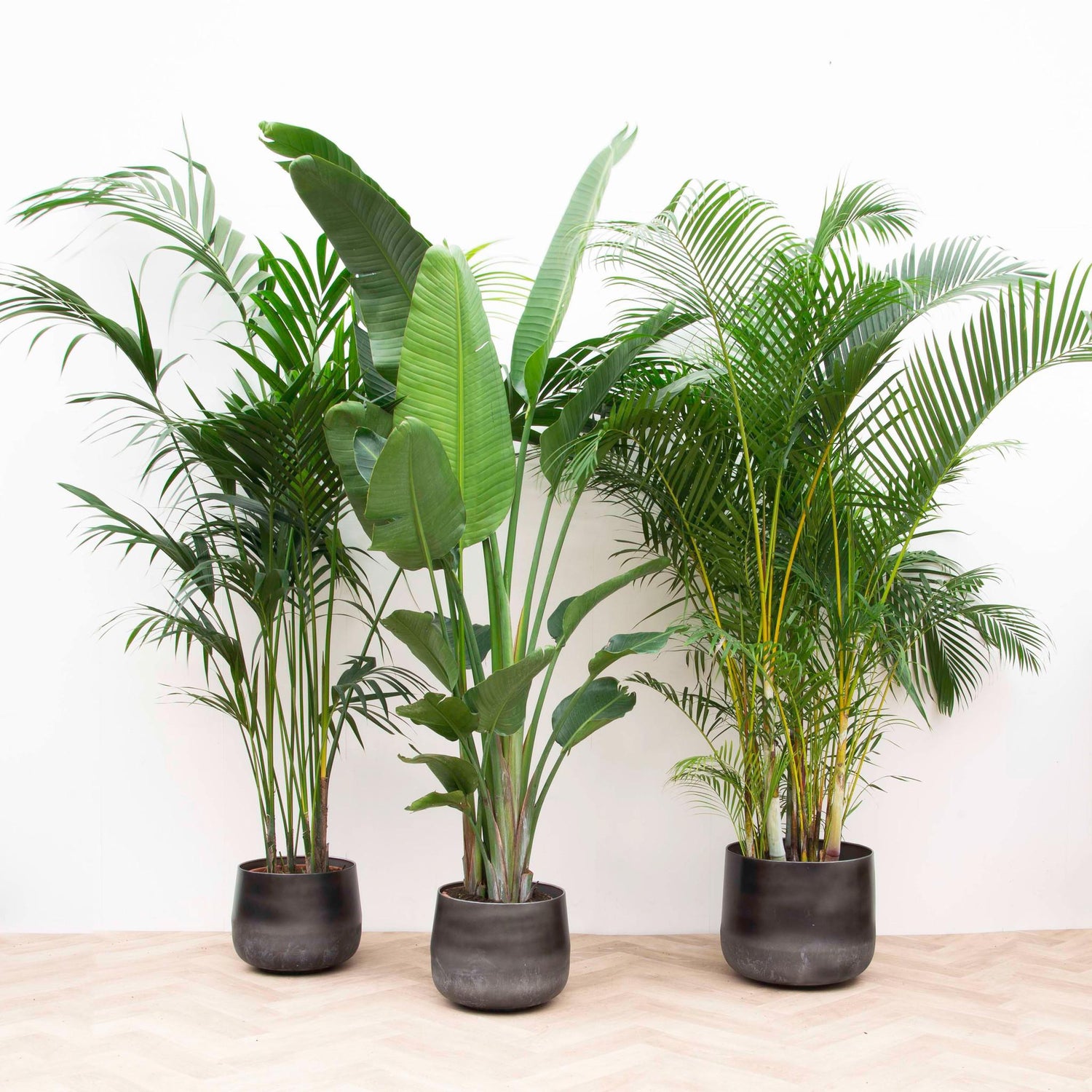Alle Kamer-en Tuinplanten