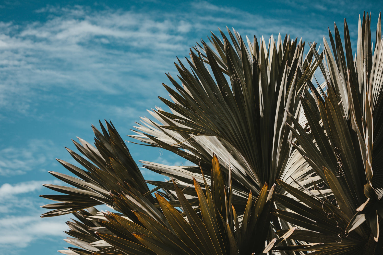 Mediterrane tuinplanten