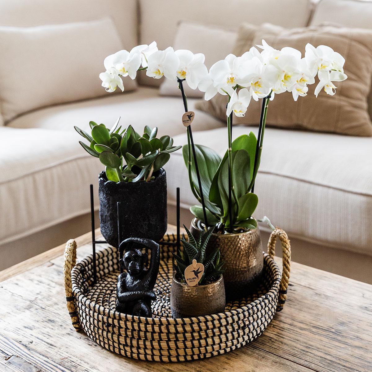 Bloeiende Plantensets