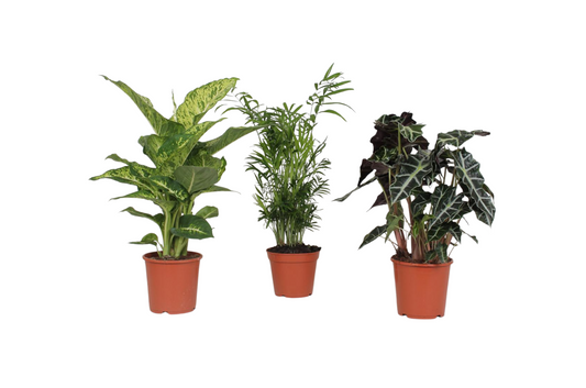 Kamerplanten mix 3x