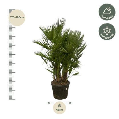 Chamaerops Humilis Multi Stam