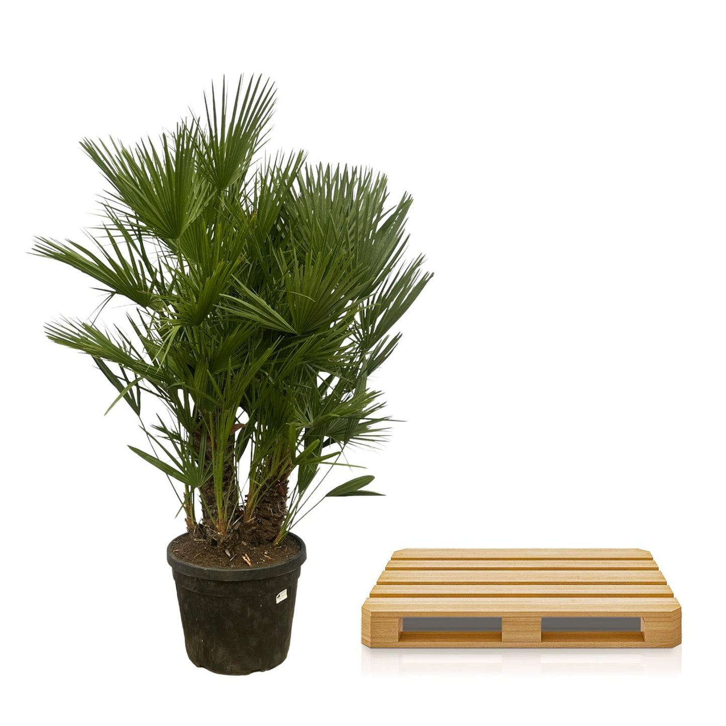 Chamaerops Humilis Multi Stam
