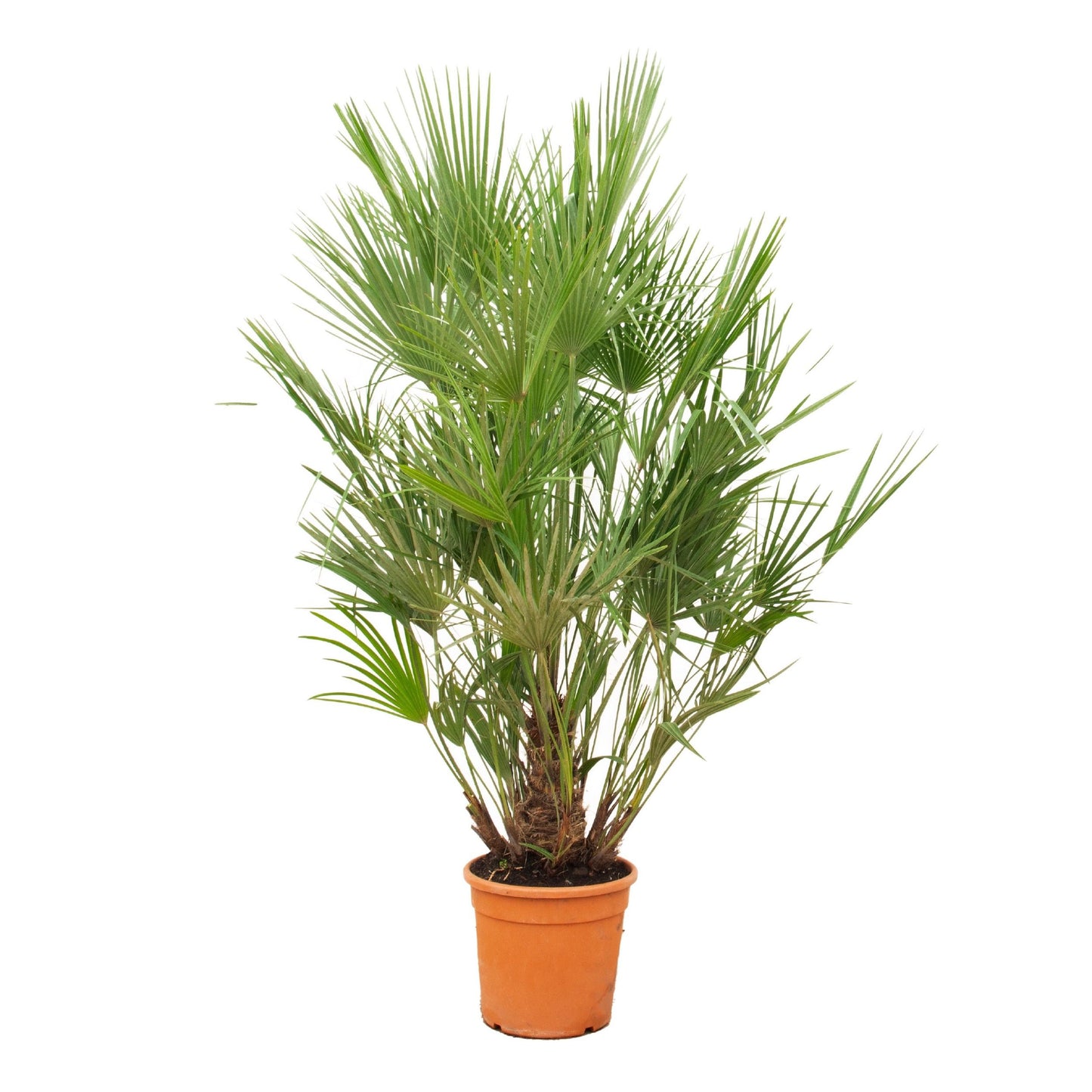 Chamaerops Humilis