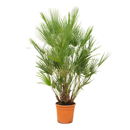 Chamaerops Humilis