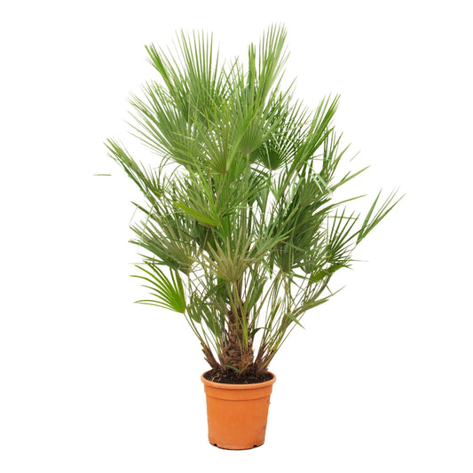 Chamaerops Humilis
