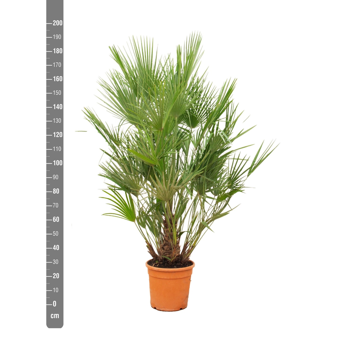 Chamaerops Humilis