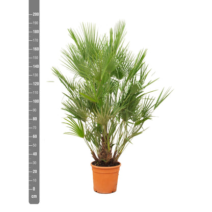 Chamaerops Humilis