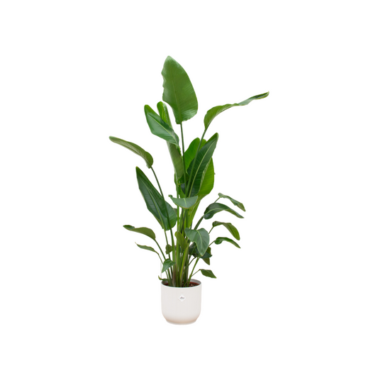 Strelitzia Nicolai in Elho Wit