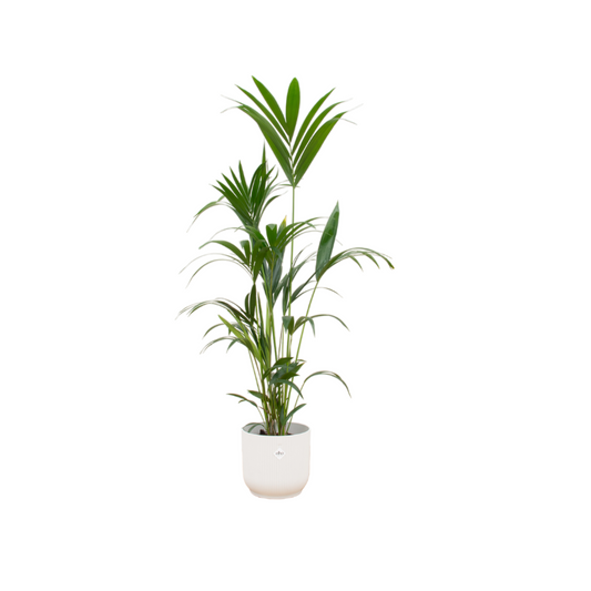 Kentia palm in Elho Vibes Fold Round Wit