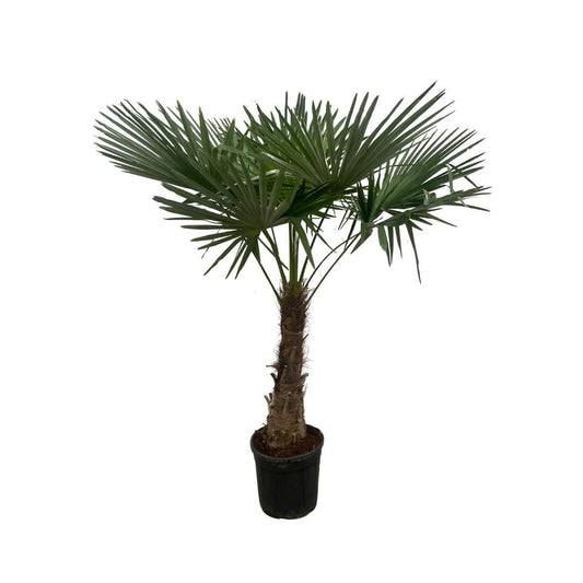 Trachycarpus Fortuneii