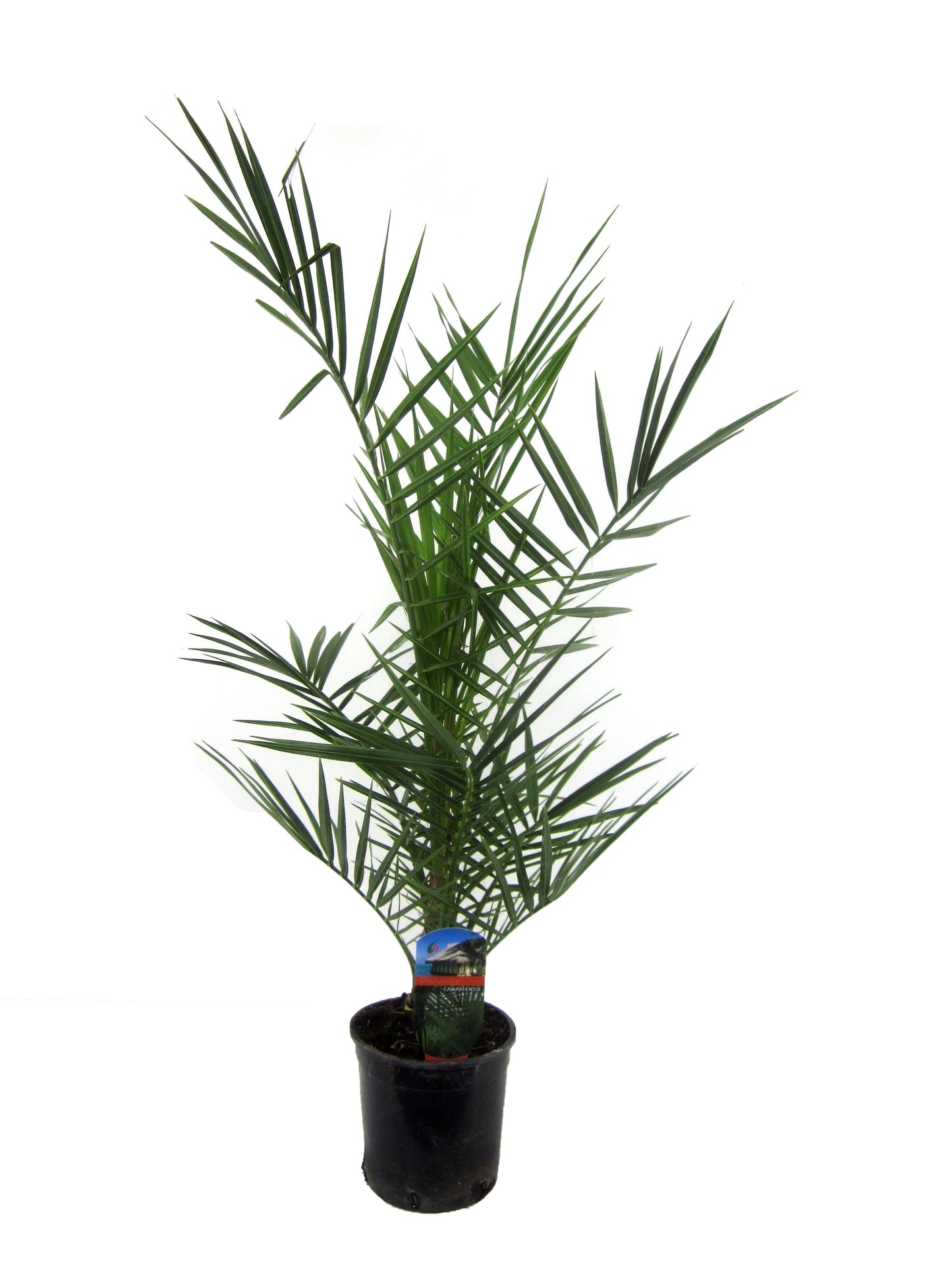 3x Phoenix Canariensis