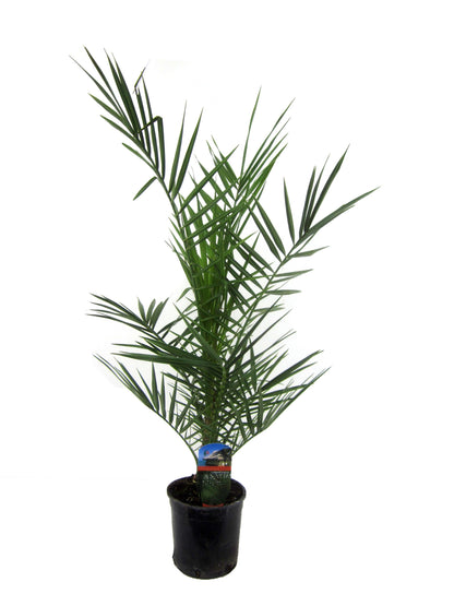 3x Phoenix Canariensis
