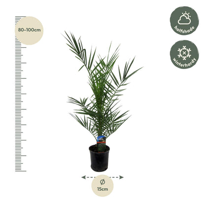 3x Phoenix Canariensis