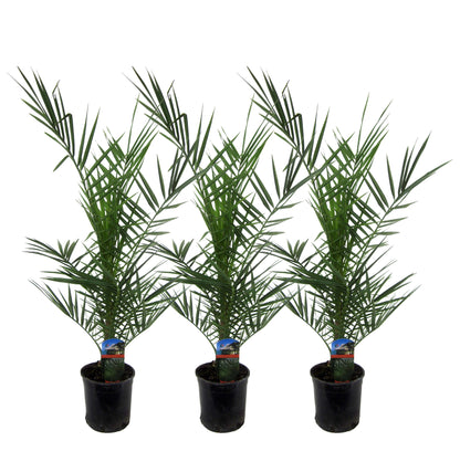 3x Phoenix Canariensis