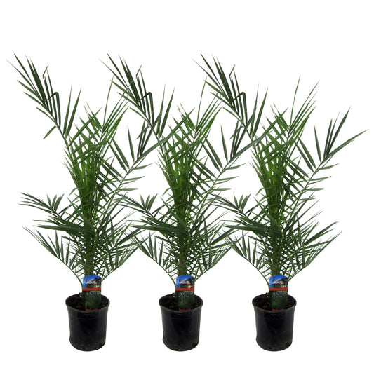 3x Phoenix Canariensis