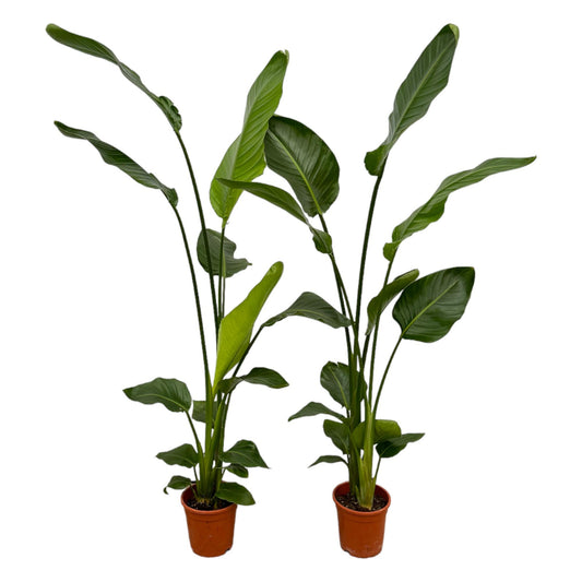 2x Strelitzia Nicolai