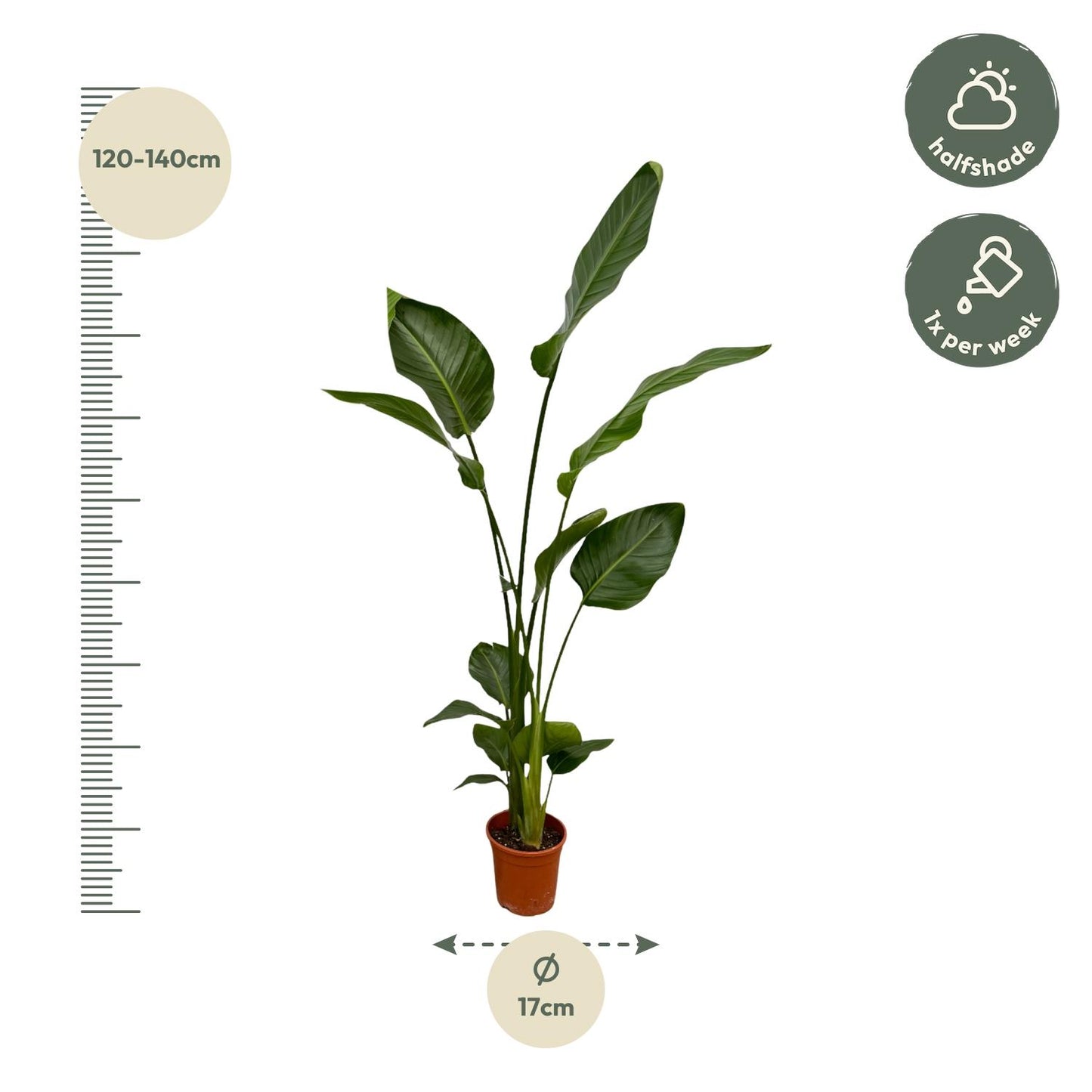 2x Strelitzia Nicolai