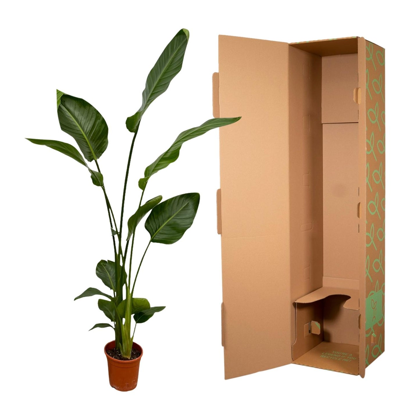 2x Strelitzia Nicolai