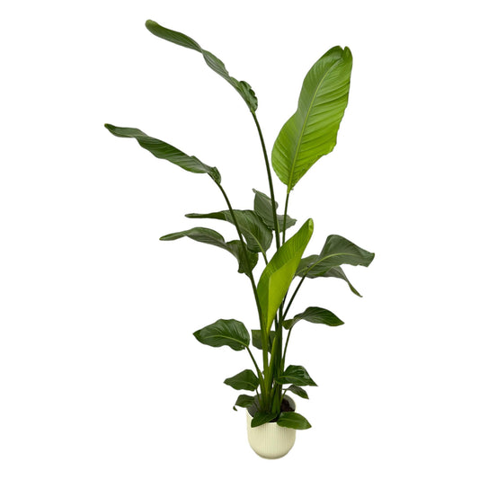 Strelitzia Nicolai in Elho Wit