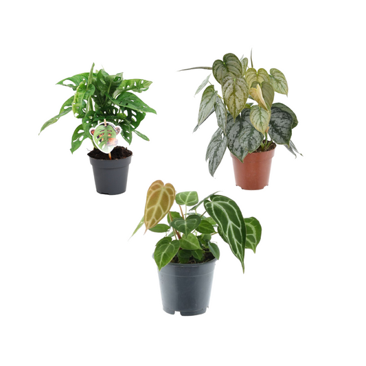 Groen mix - Combi Deal