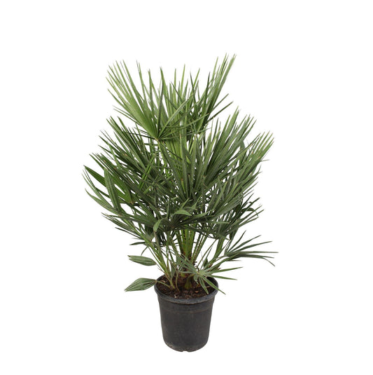 Chamaerops Humilis