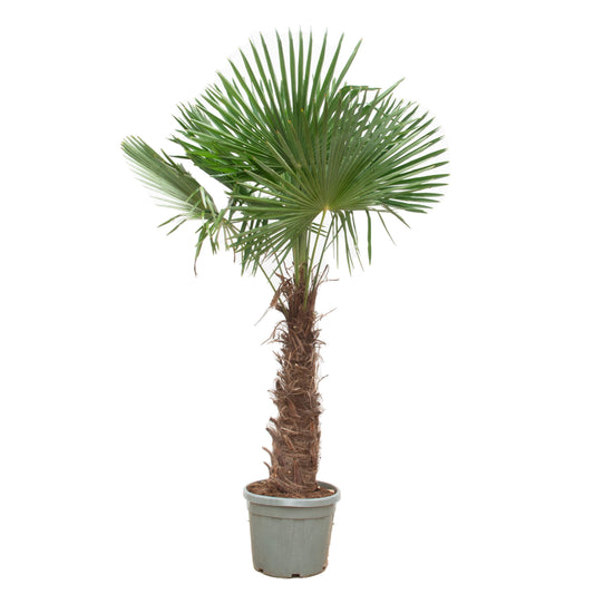 Trachycarpus Fortunei XL
