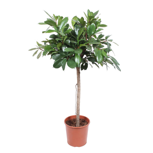 Ficus Cyathistipula