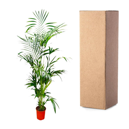 Kentia Palm