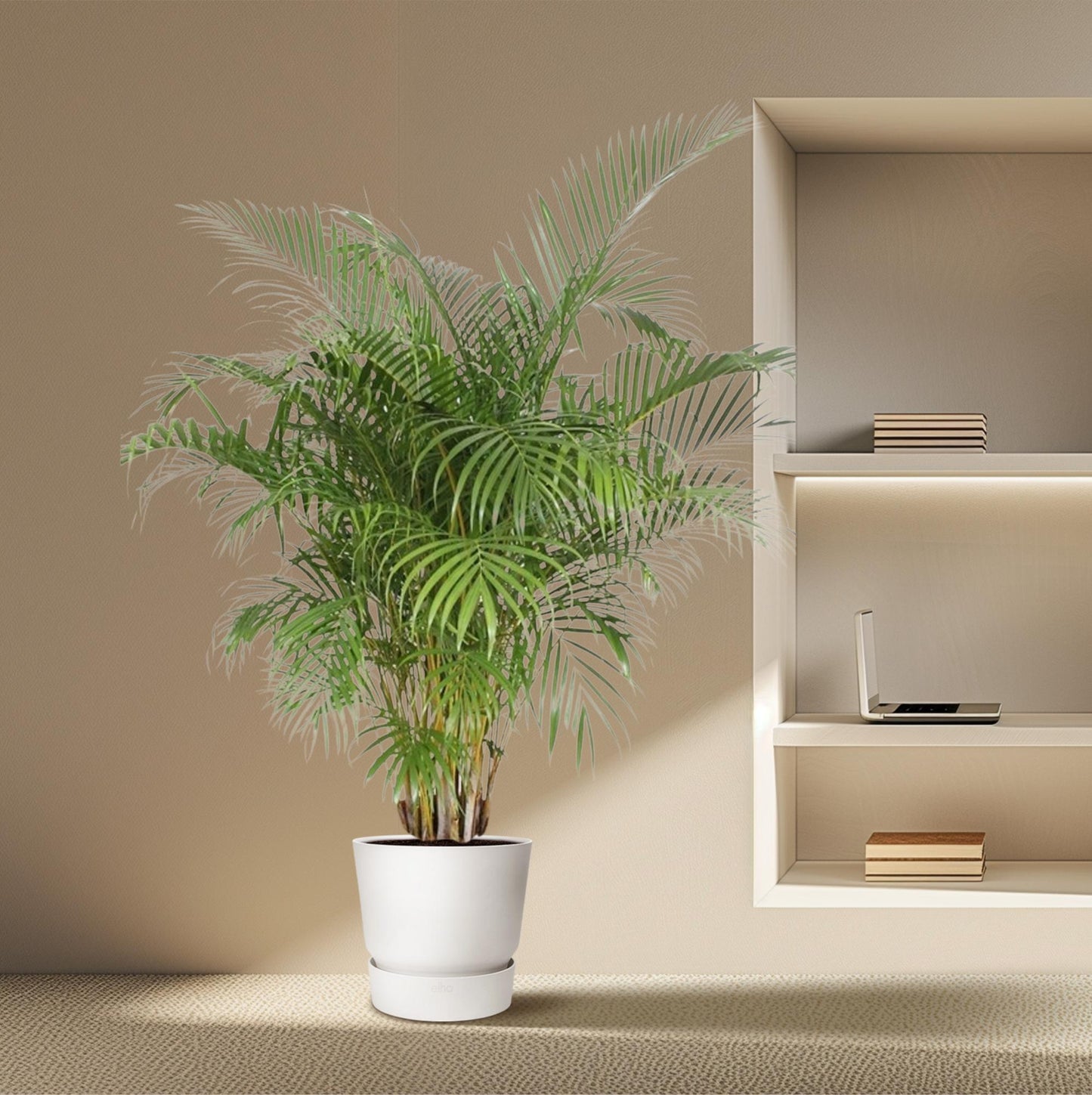 Dypsis Lutescens