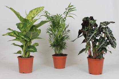 Kamerplanten mix 3x
