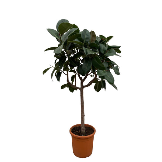 Ficus Elastica Robusta op stam