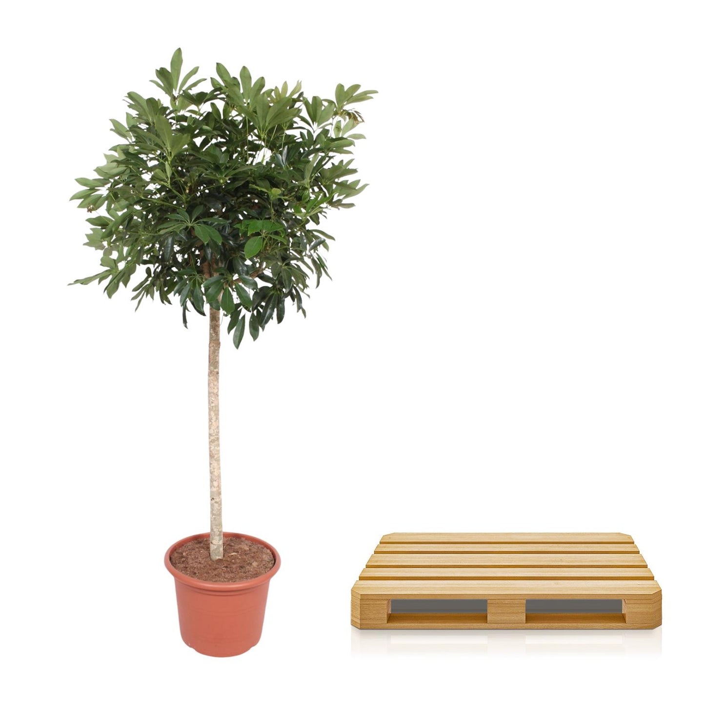 Schefflera Arboricola Compacta