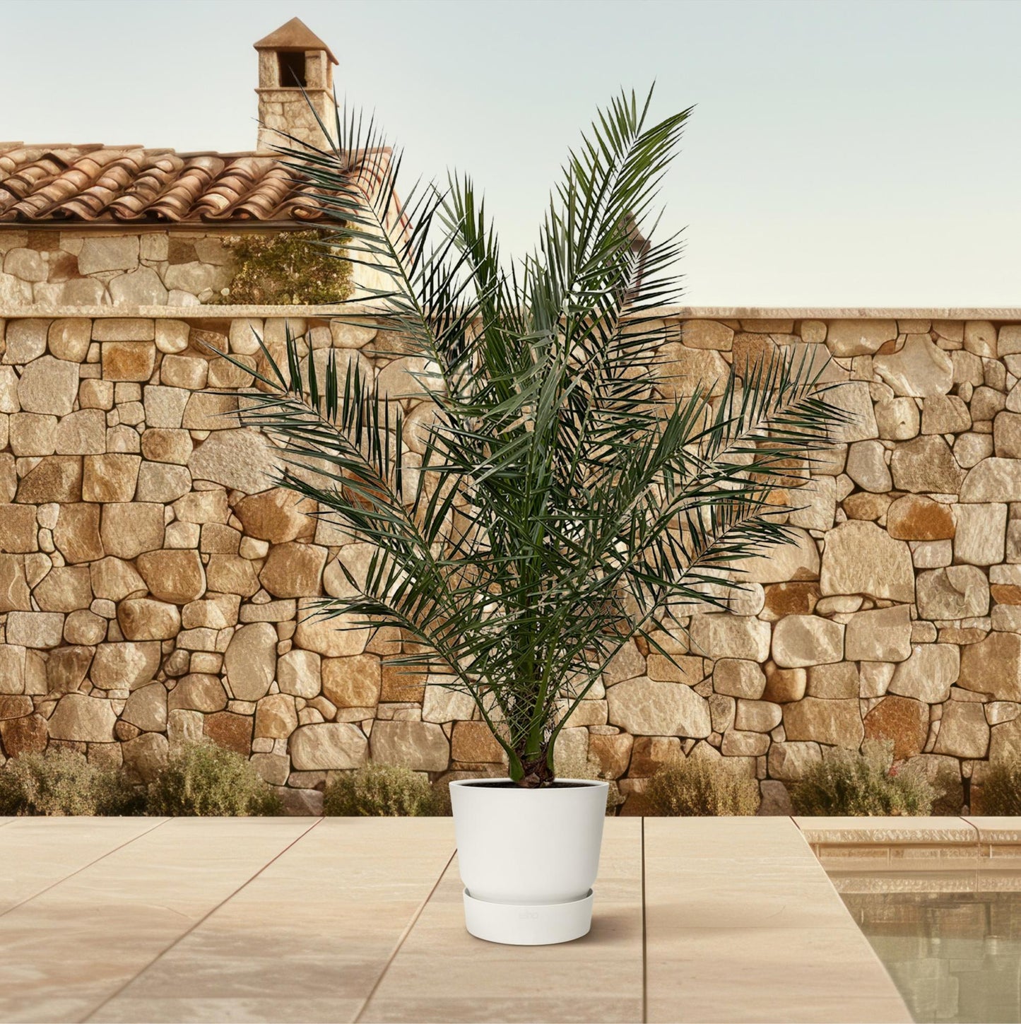 Phoenix Canariensis