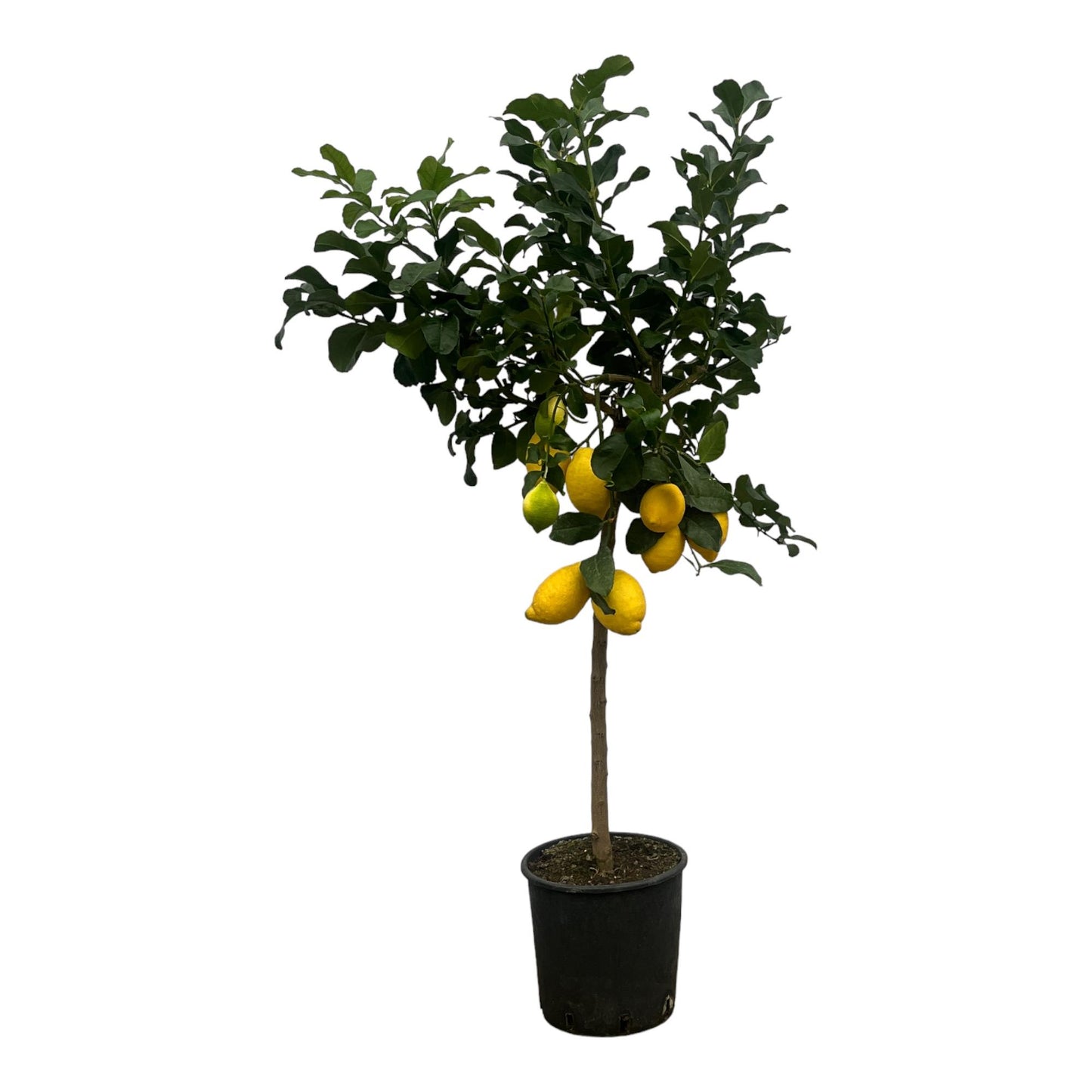 Citrus Lemon