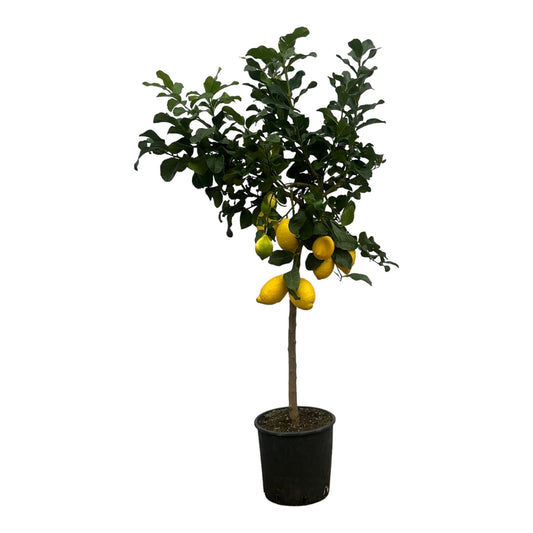 Citrus Lemon